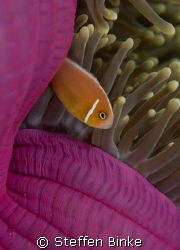 The "Pink clowfish" in pink background, nikon d200 by Steffen Binke 